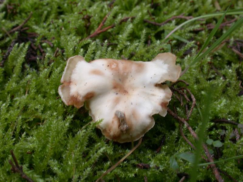 Escursione in cipresseta